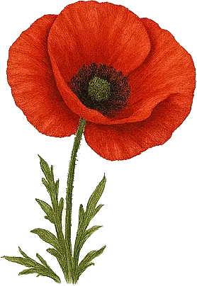 a poppy illustration